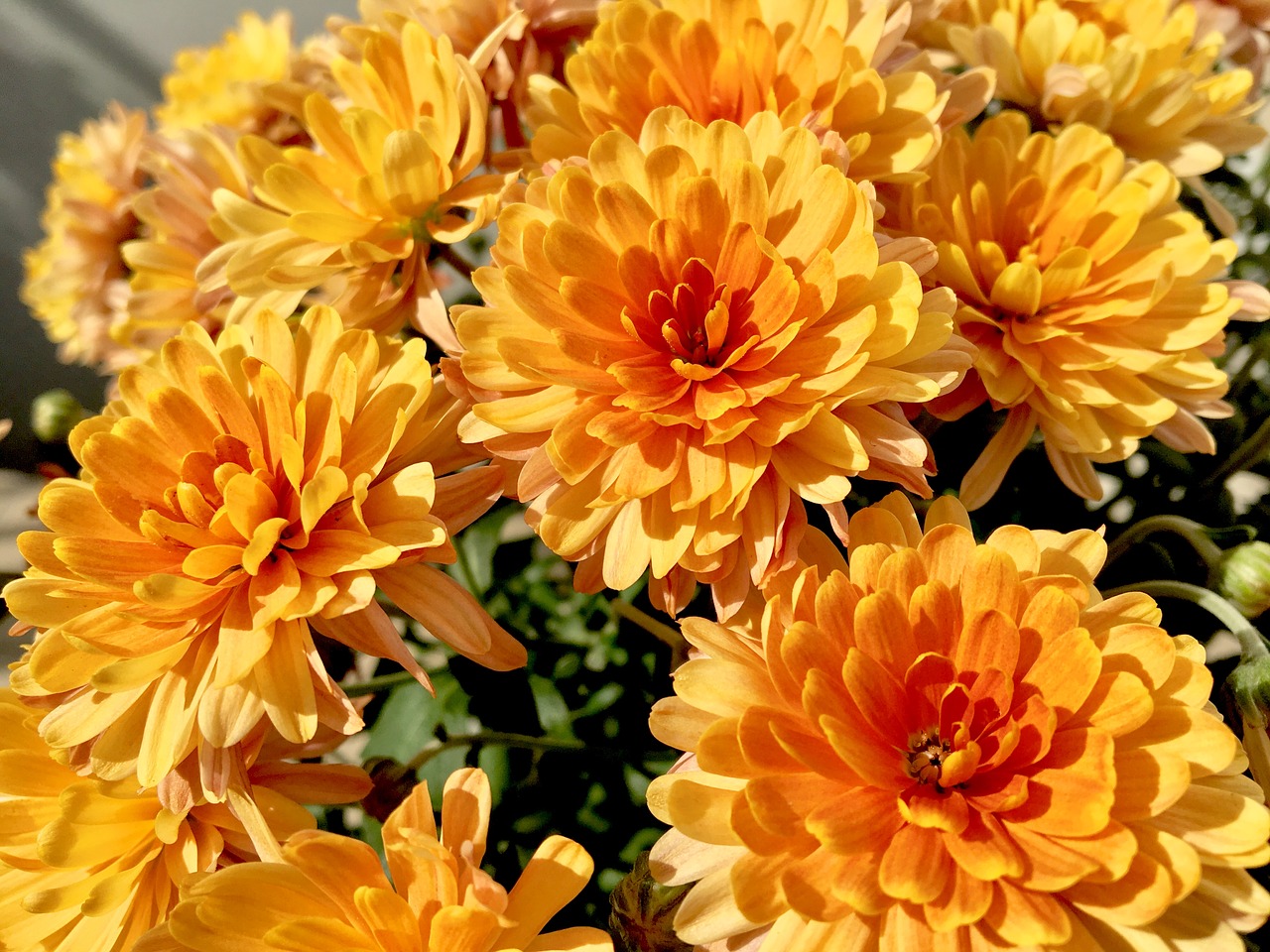 flower  chrysanthemums  flora free photo