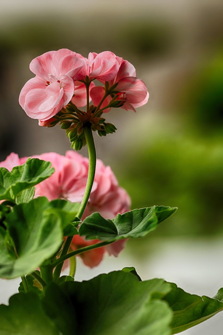 flower  garden flower  pink free photo