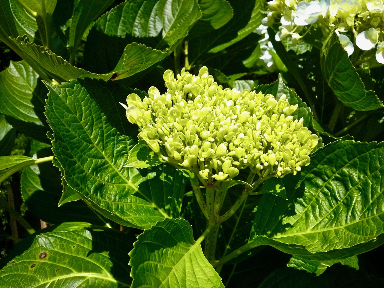 flower  the leaves  tree free photo