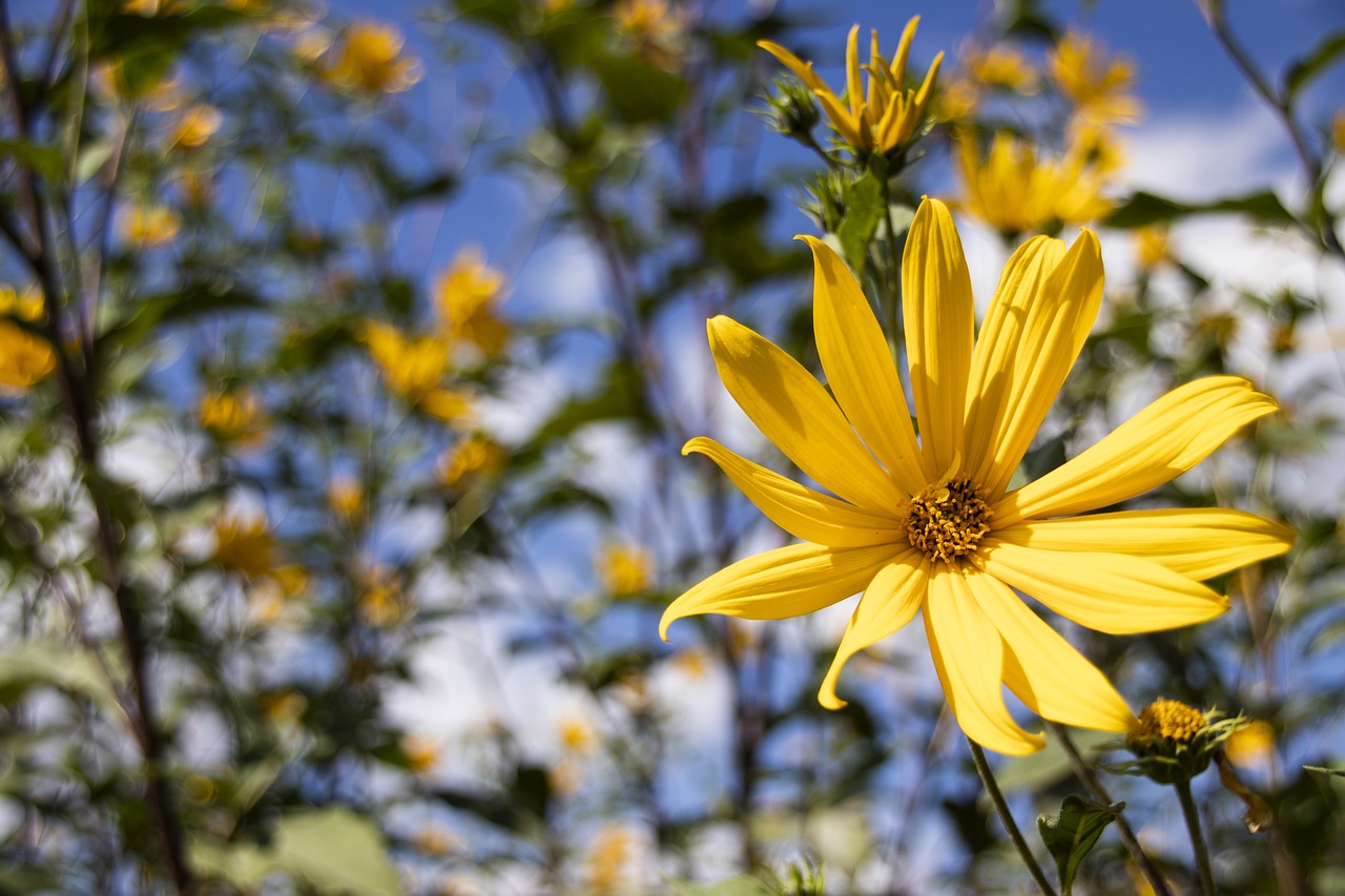 flower  nature  blossom free photo