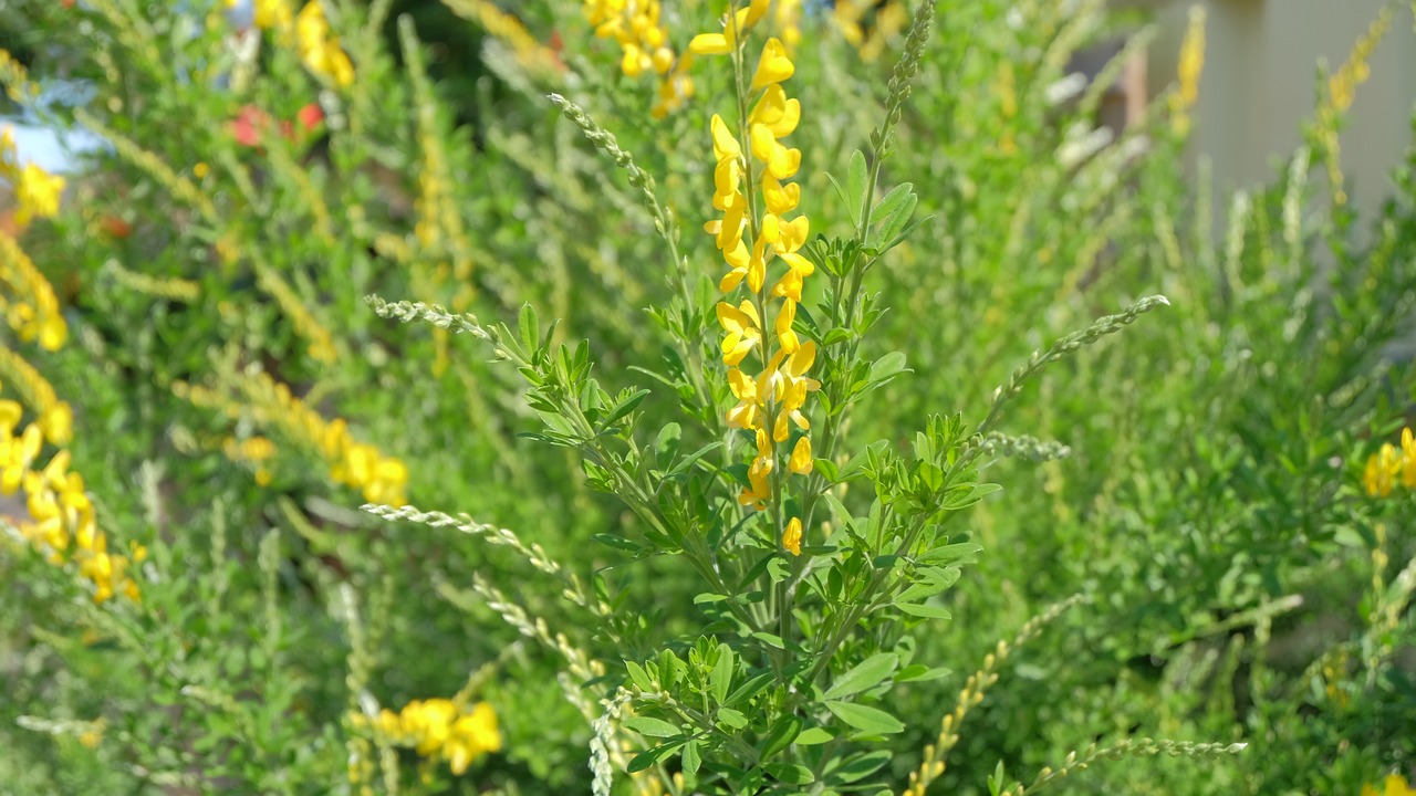 flower  plant  yellow free photo