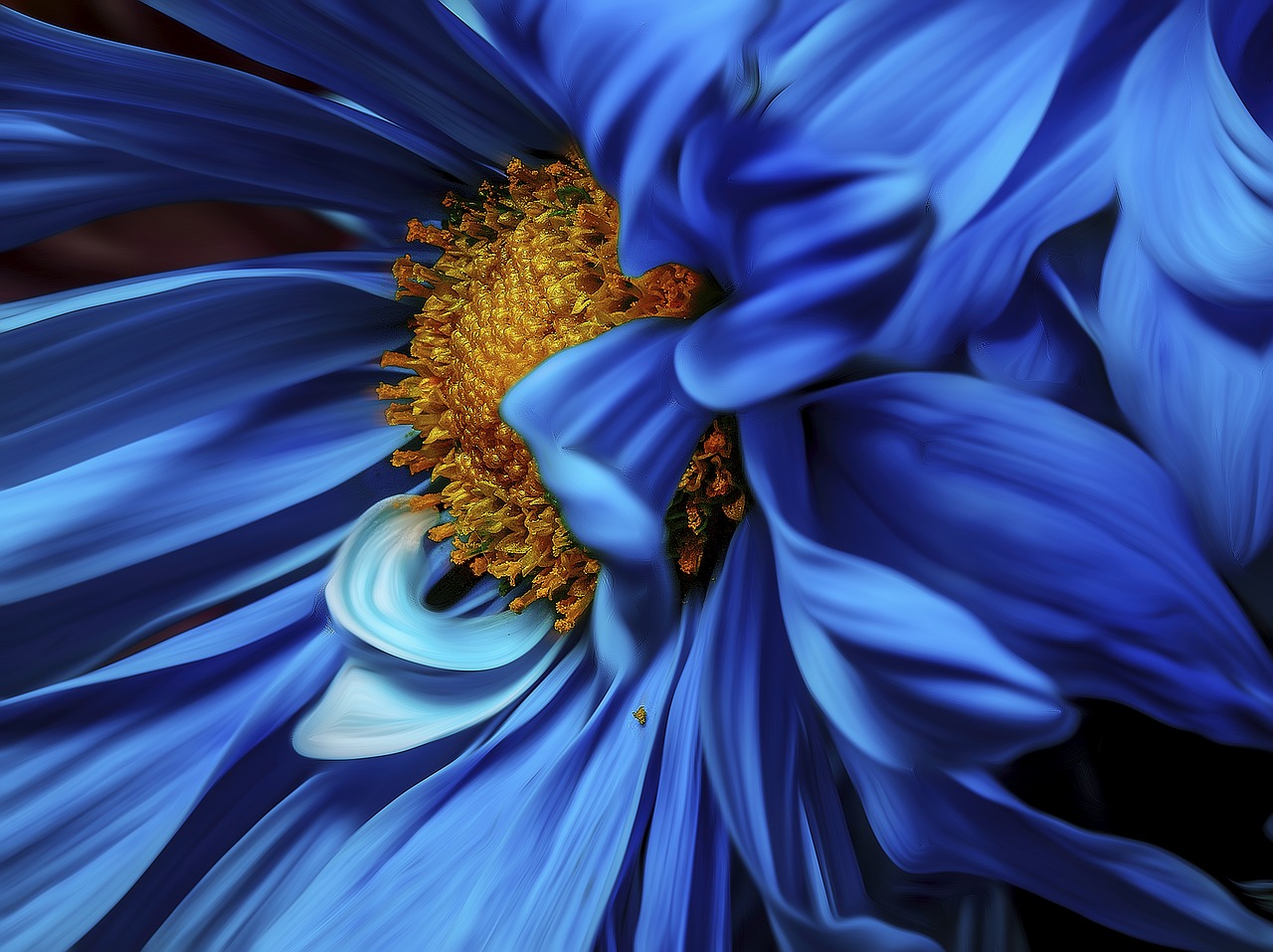 flower  blue  bloom free photo