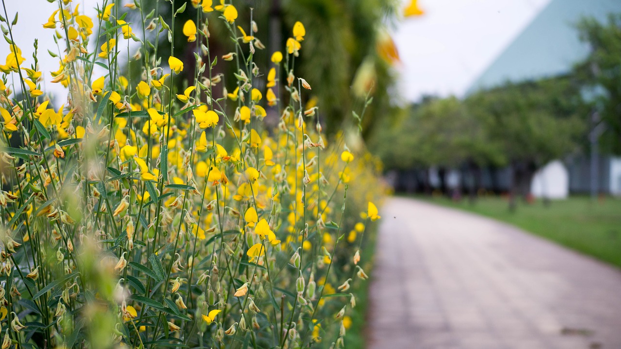 flower  tropical  yellow flower free photo