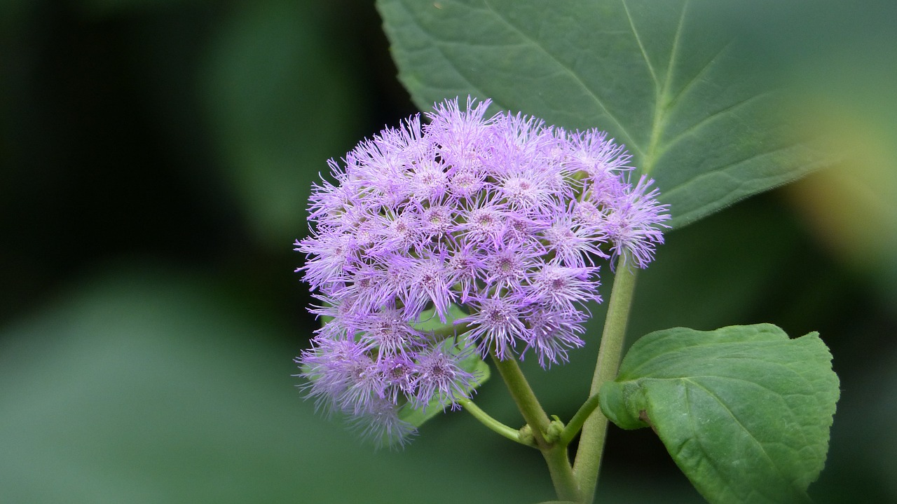 flower  blossom  bloom free photo