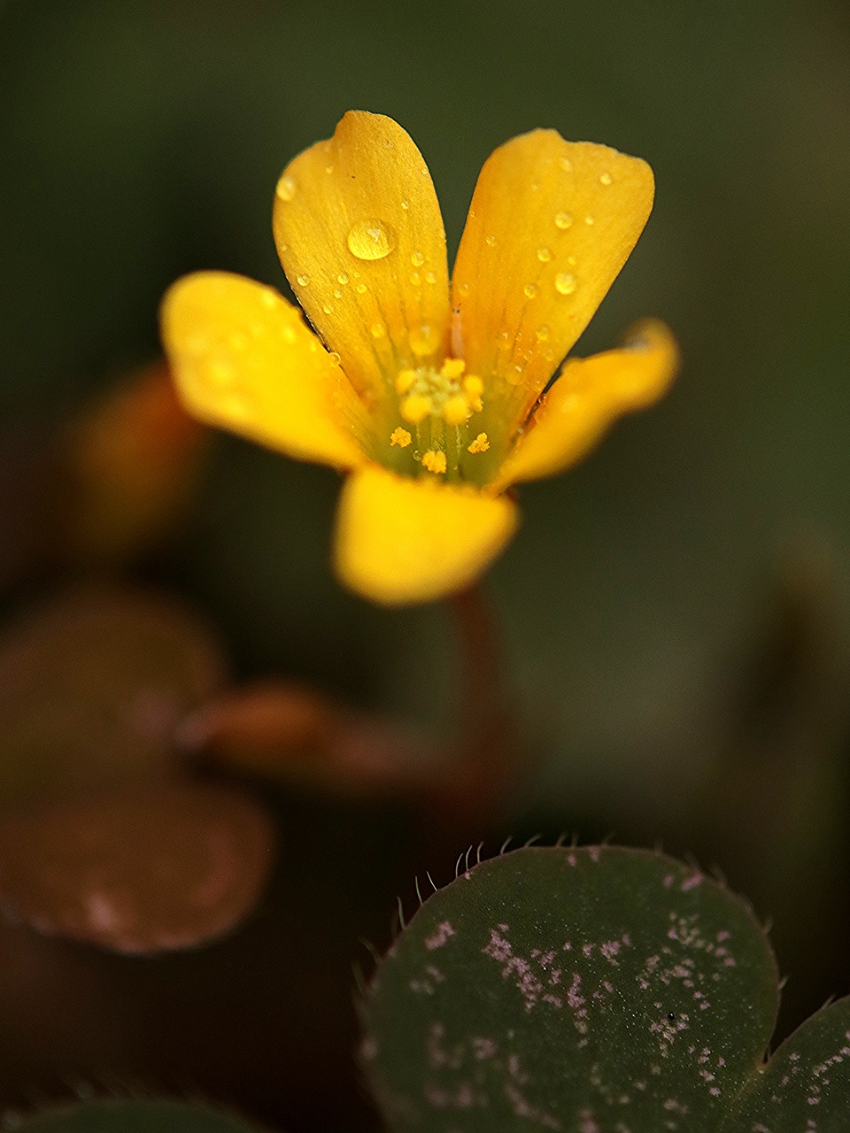 flower  nature  yellow free photo