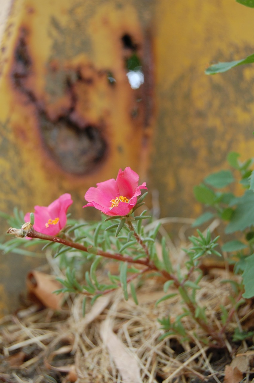 flower  oxide  rusty free photo