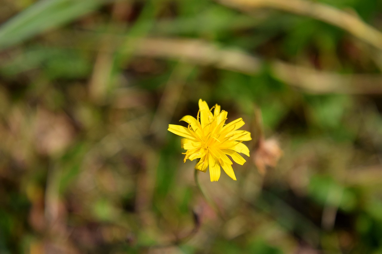 flower  yellow  nature free photo