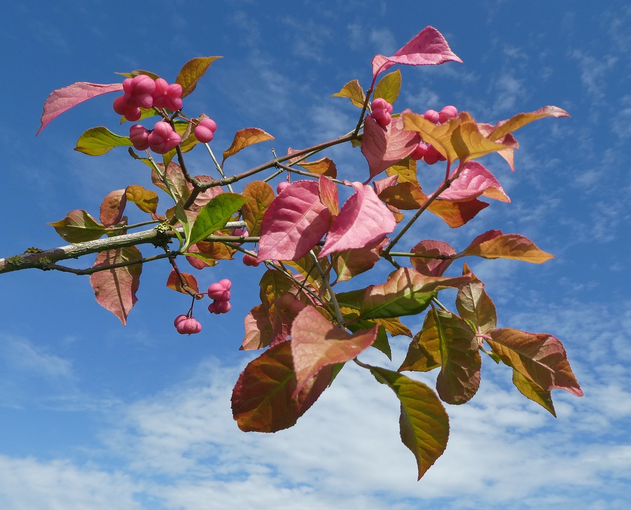 flower  pink  blossom free photo