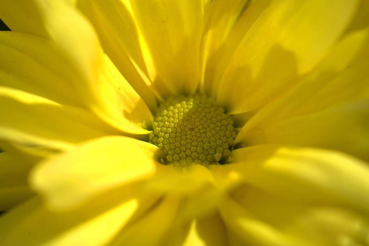 flower  yellow  autumn free photo