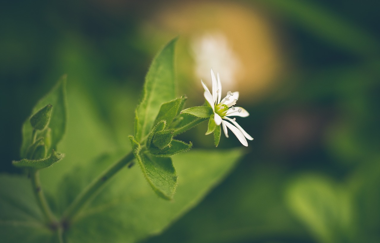 flower  white  macro free photo