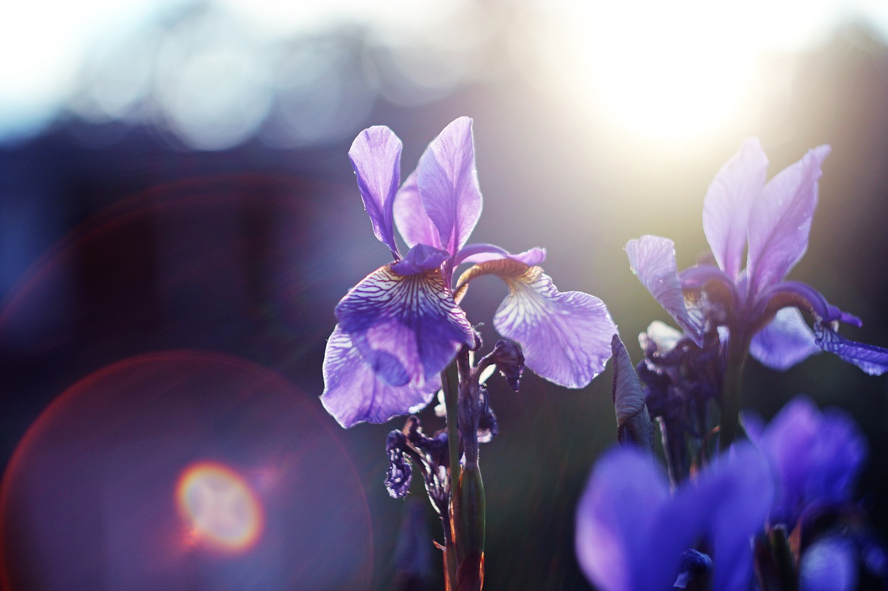 flower  backlight  sun free photo