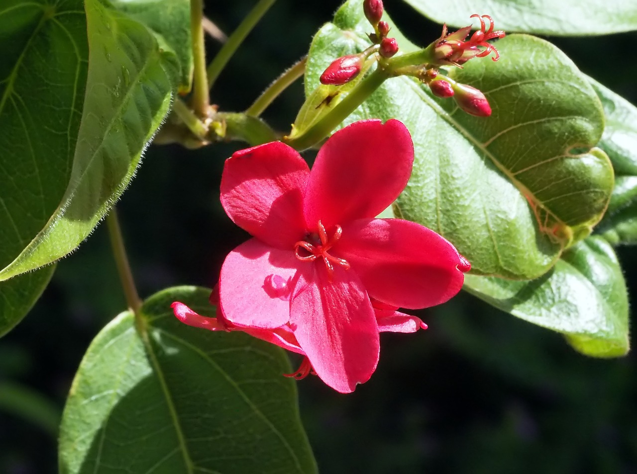 flower  bloom  small free photo