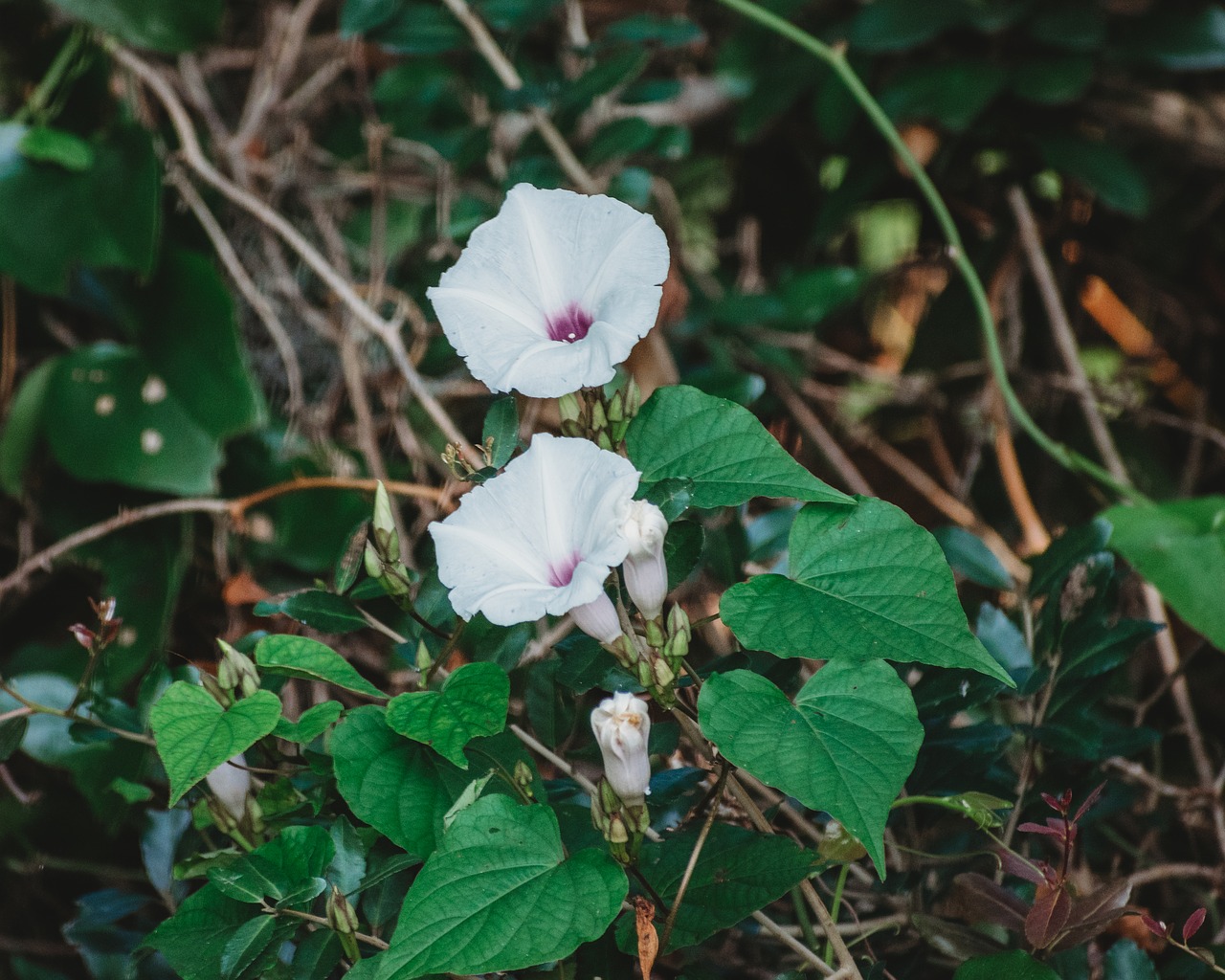 flower  plant  nature free photo