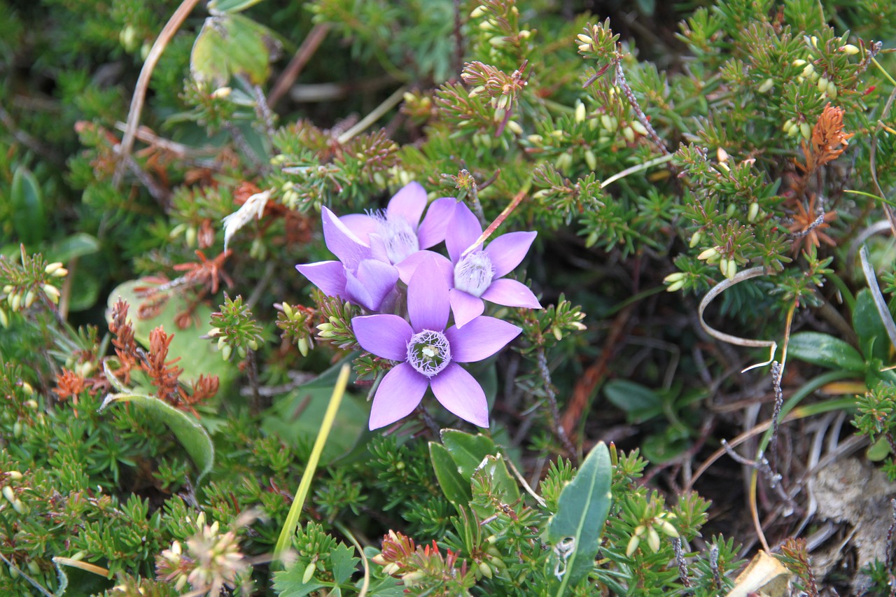 flower  flowers  baldo free photo