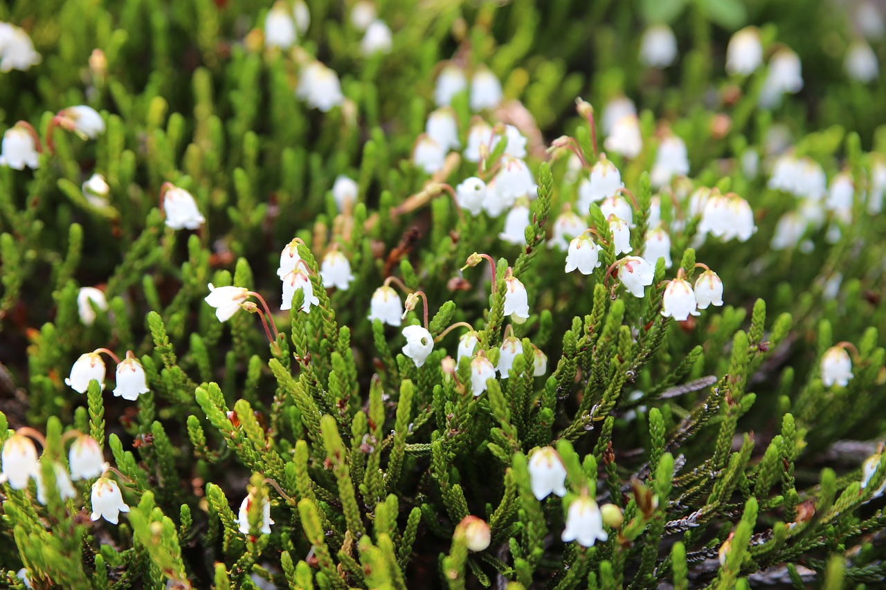 flower  plant  nature free photo