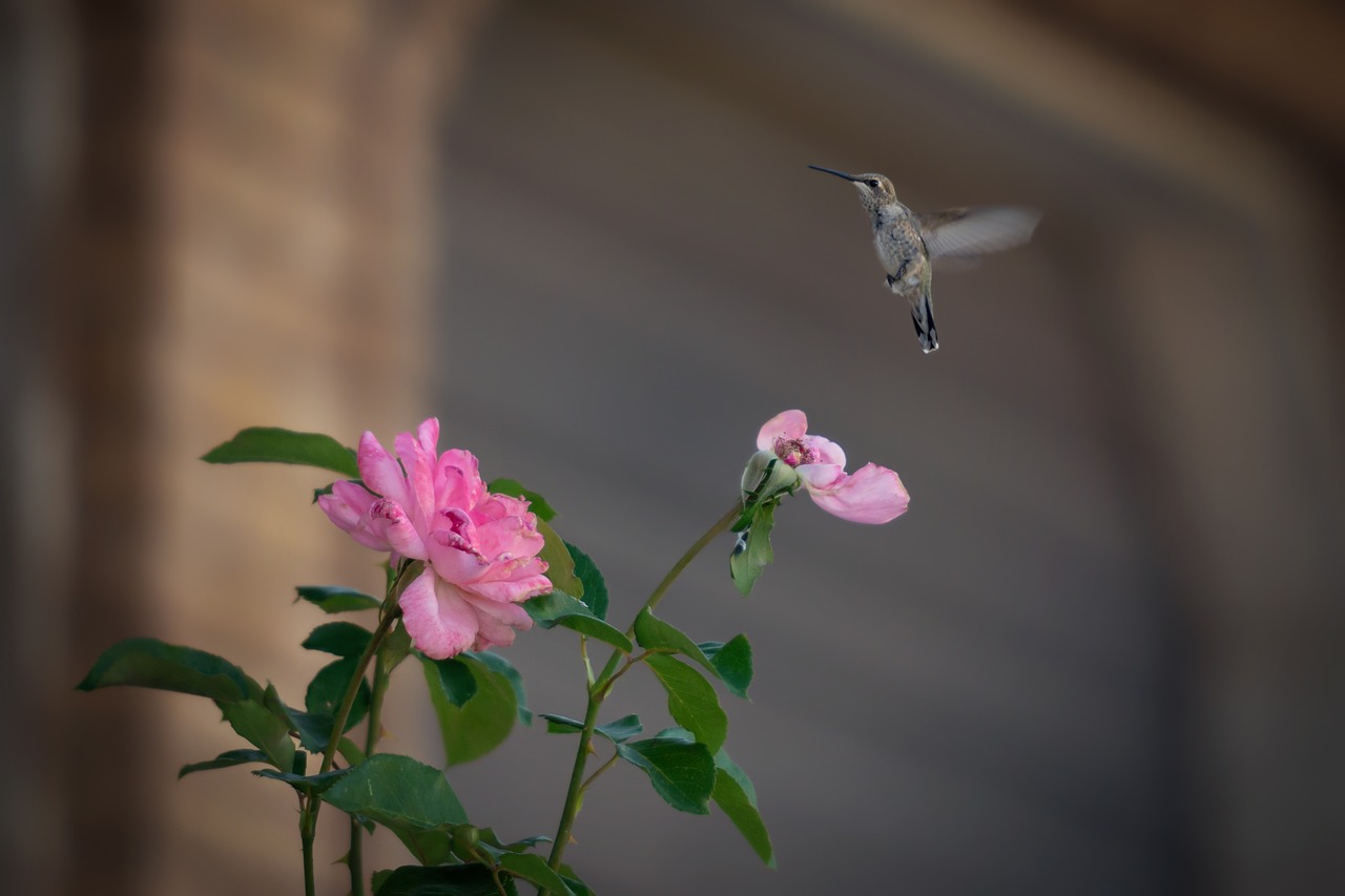 flower  rose  bird free photo