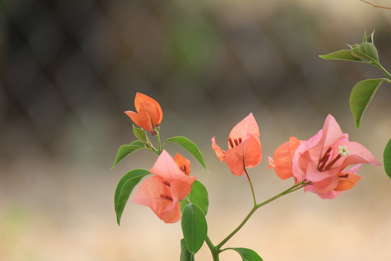 flower  day  petals free photo