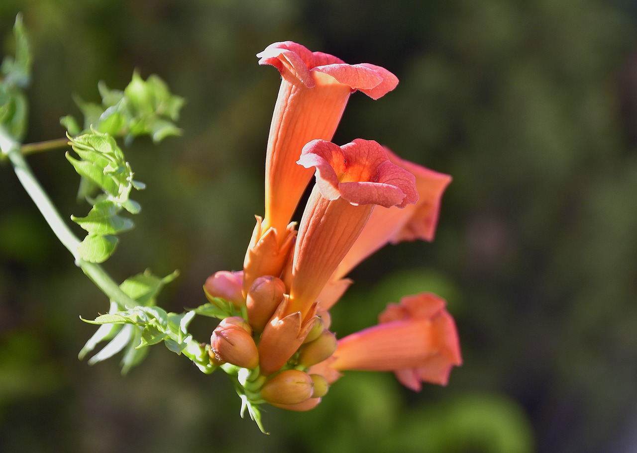 flower  garden  plant free photo