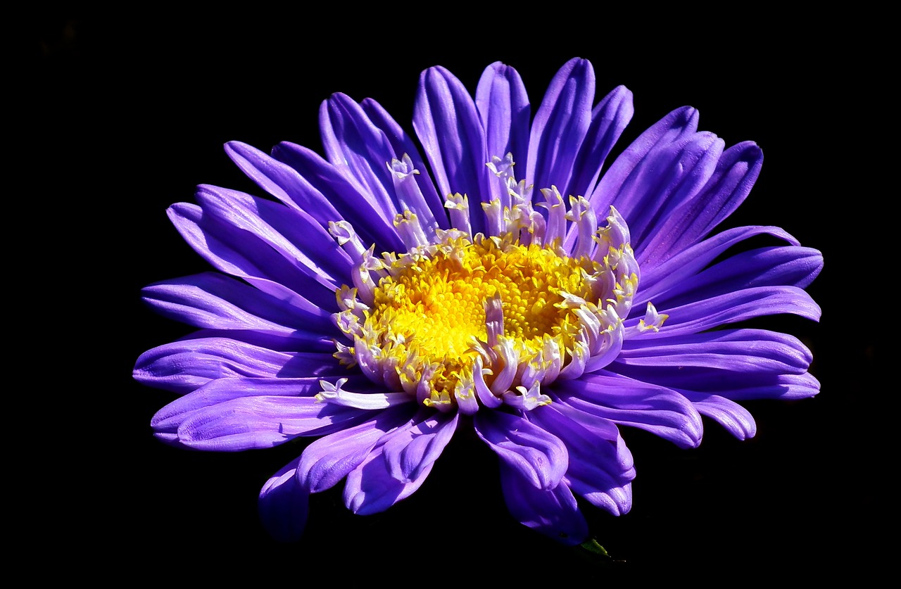 flower  aster  blue free photo