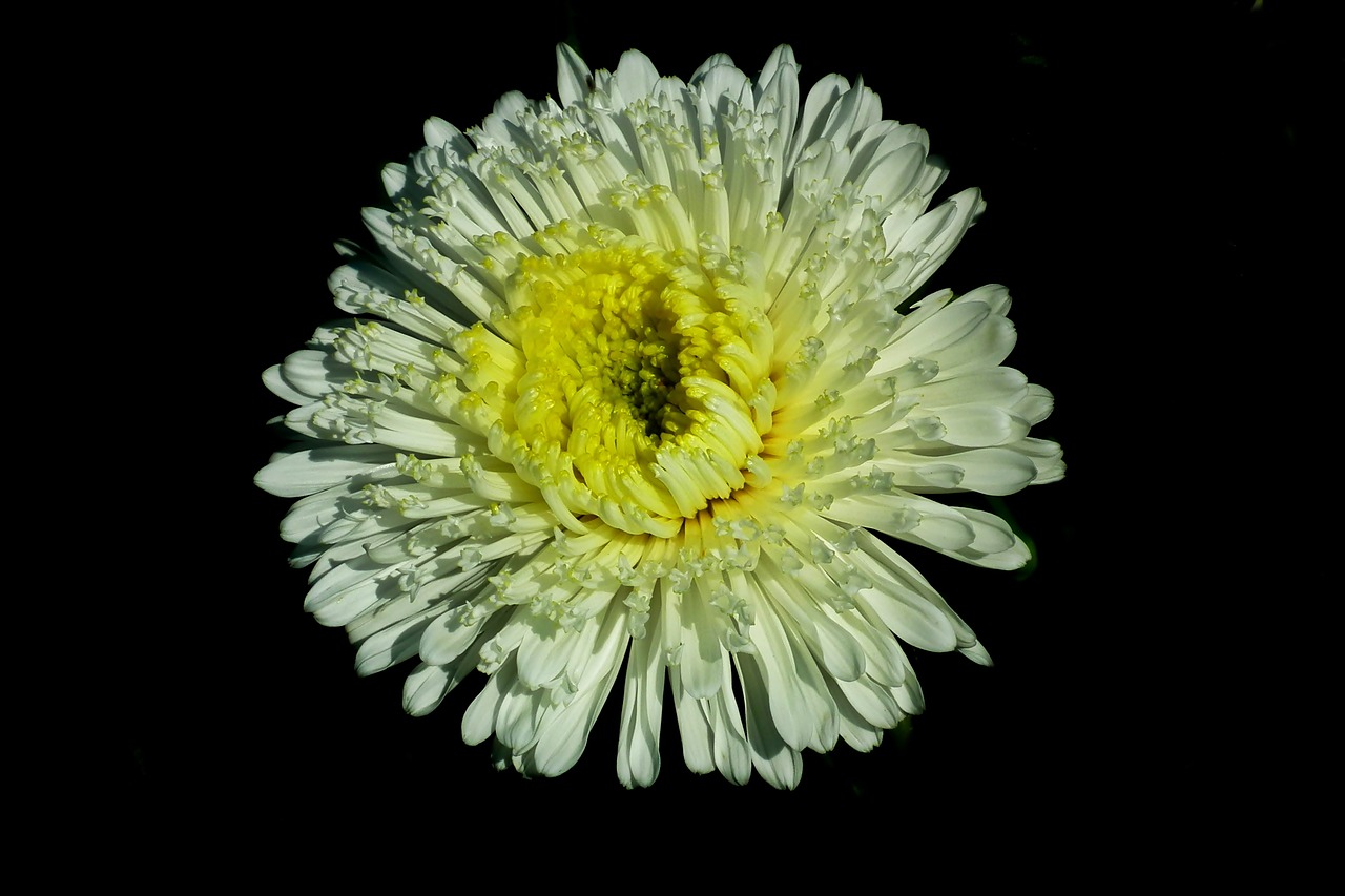 flower  aster  white free photo