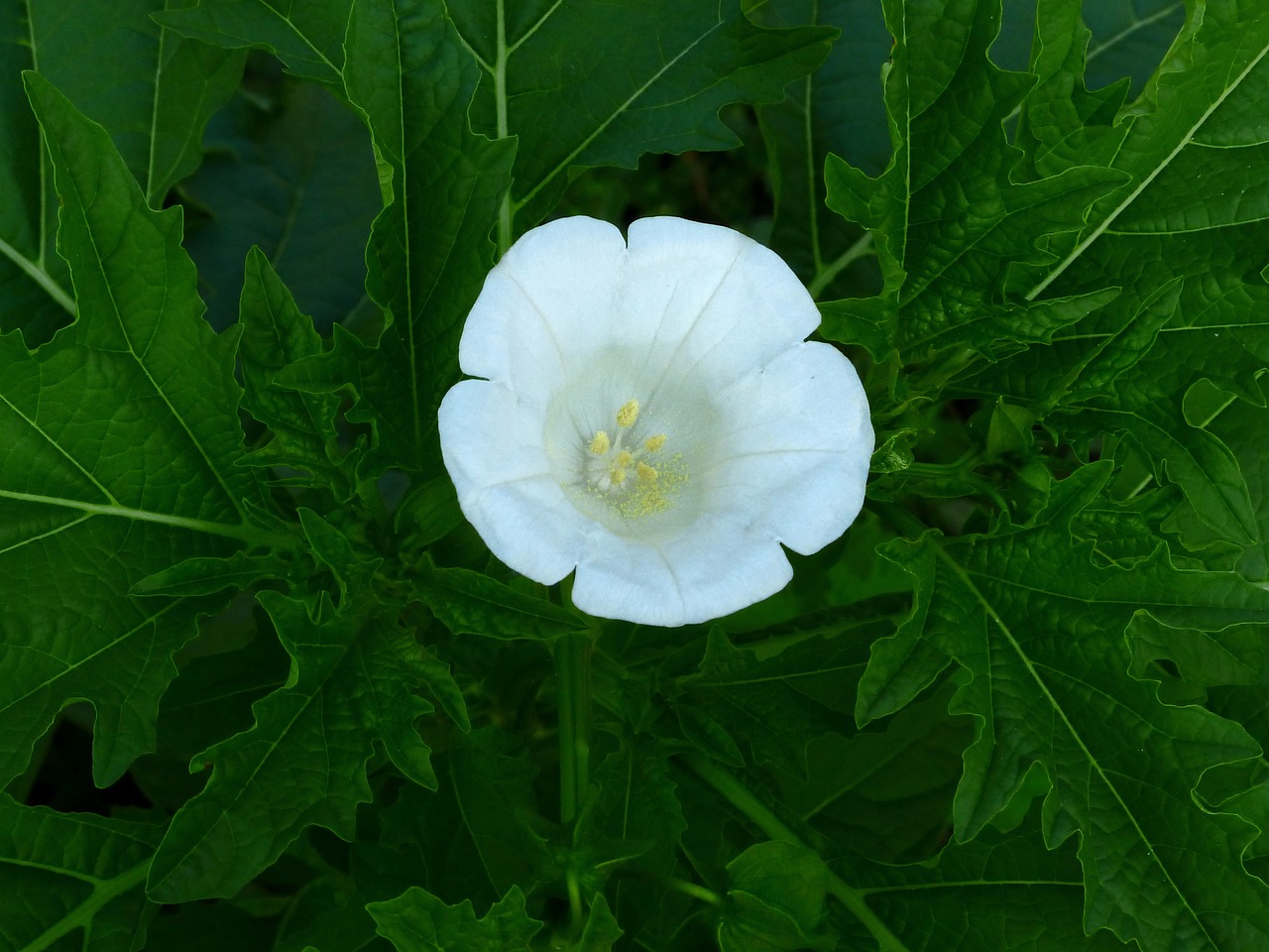 flower  white flower  plant free photo