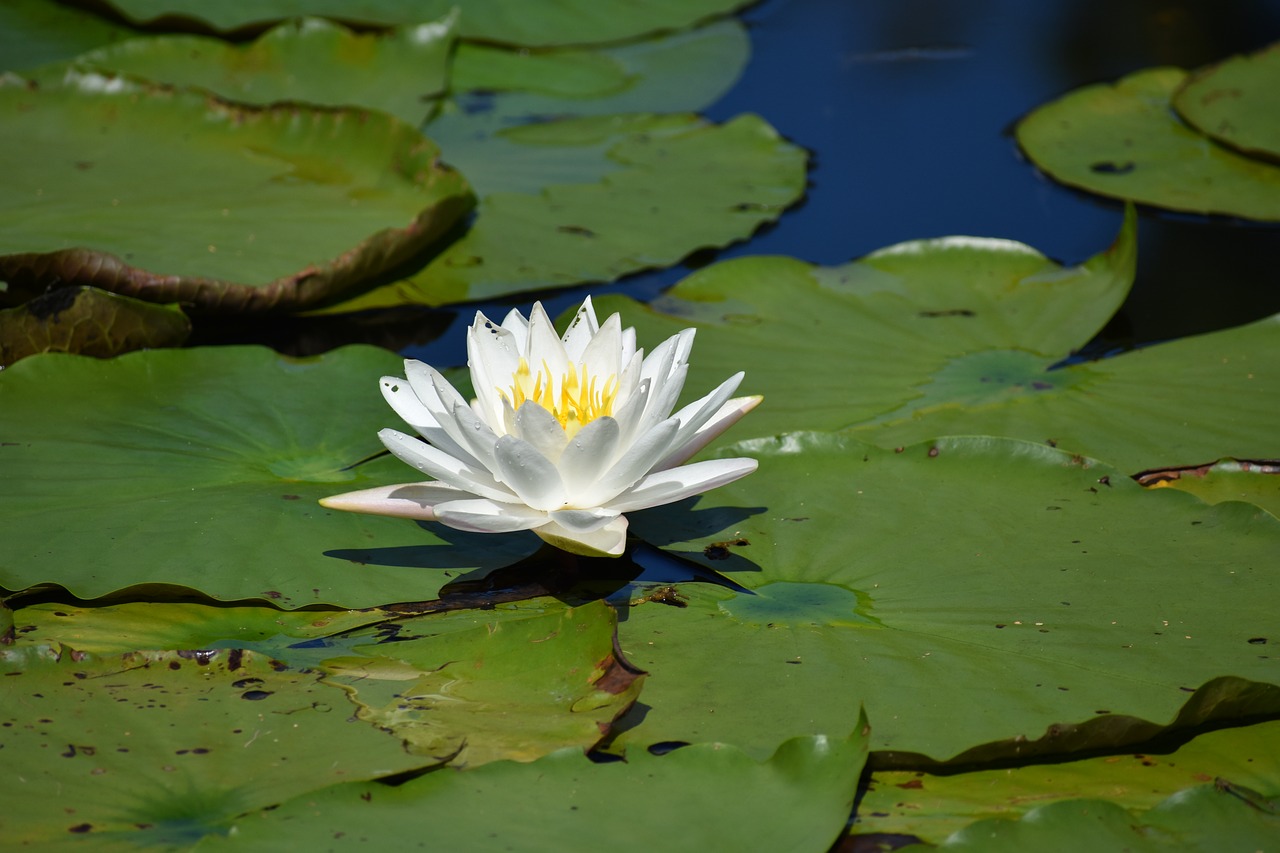 flower  outdoor  nature free photo