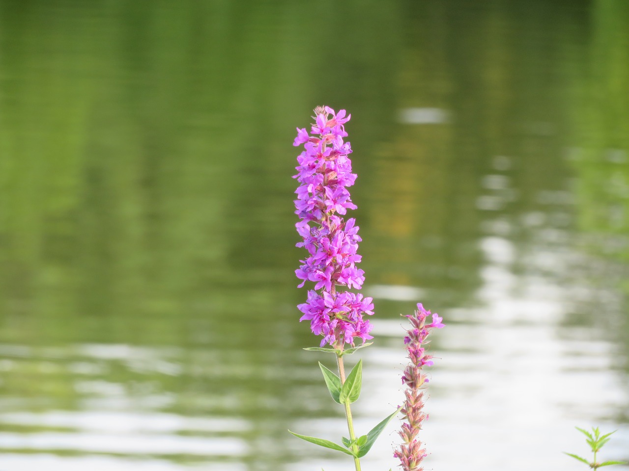 flower  pink  lonely free photo