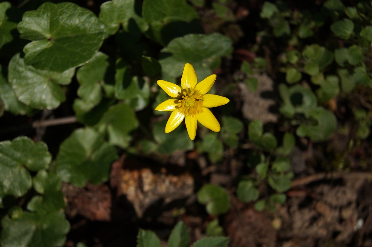 flower  nature  blossom free photo