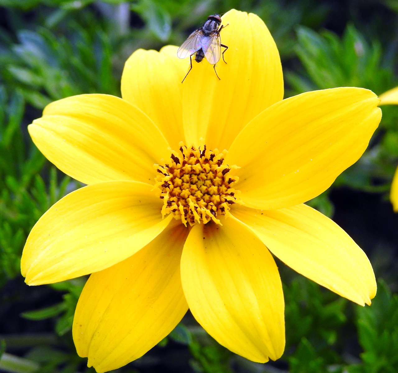 flower  yellow  turkish free photo