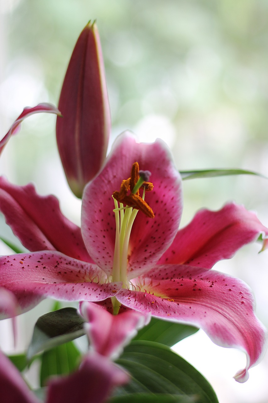 flower  lily  flora free photo