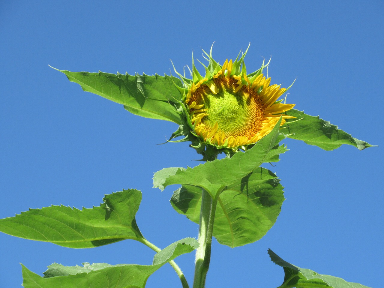 flower  leaves  nature free photo