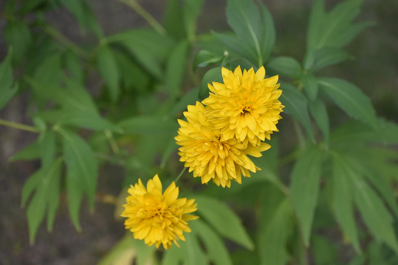 flower  yellow  green free photo