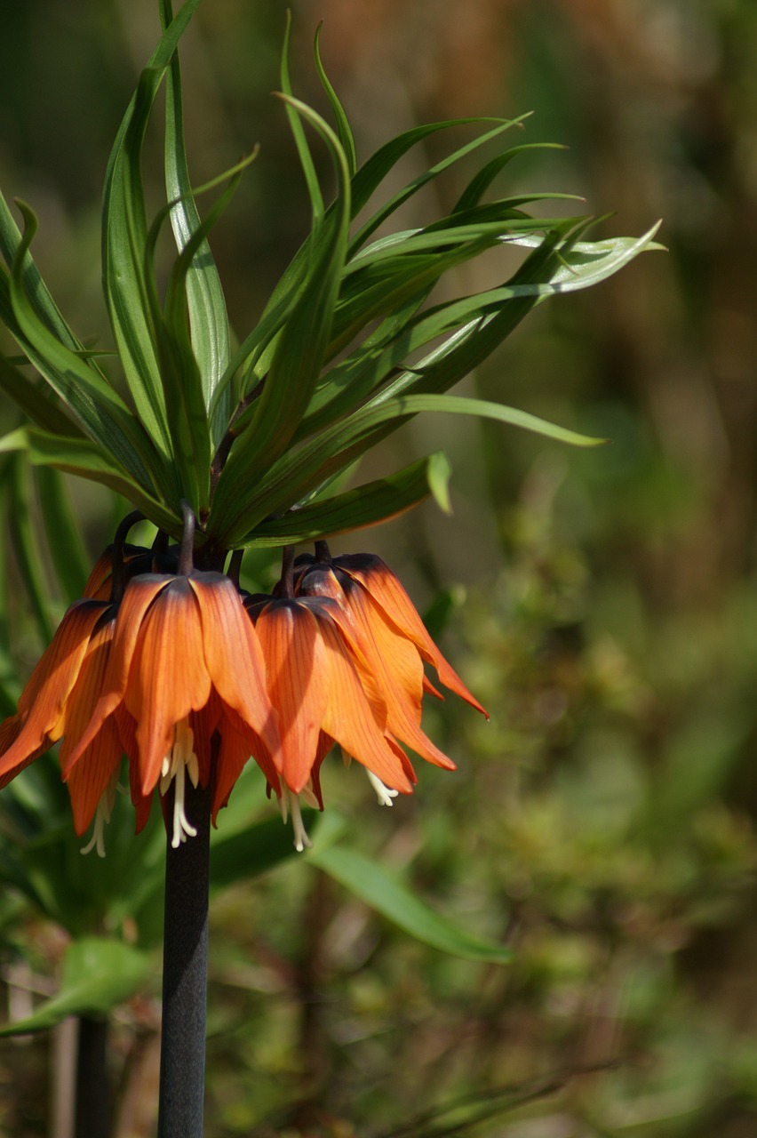 flower orange blossom free photo