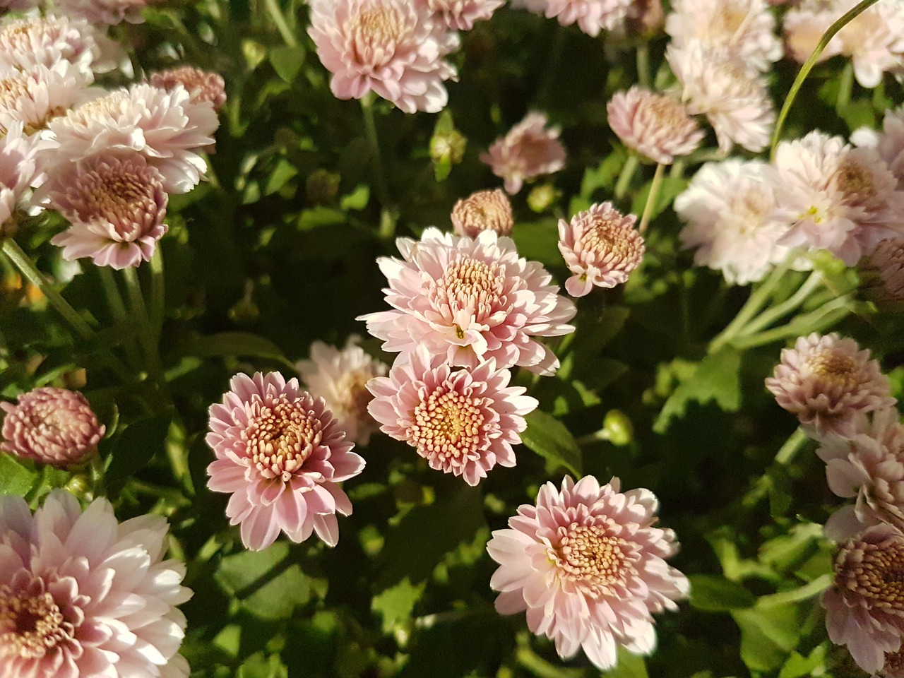 flower  leaves  blossom free photo