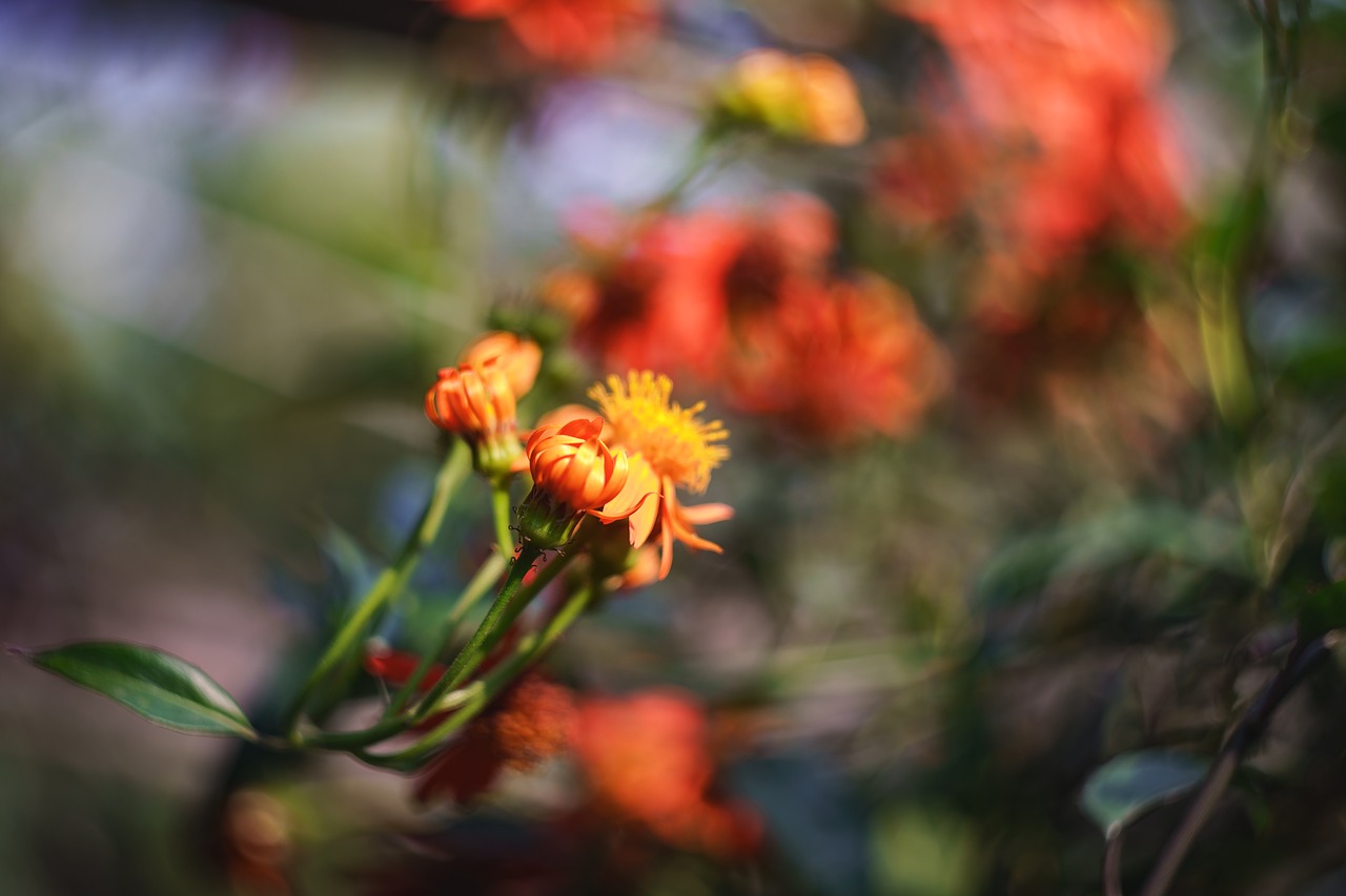 flower  bokeh  vintage free photo