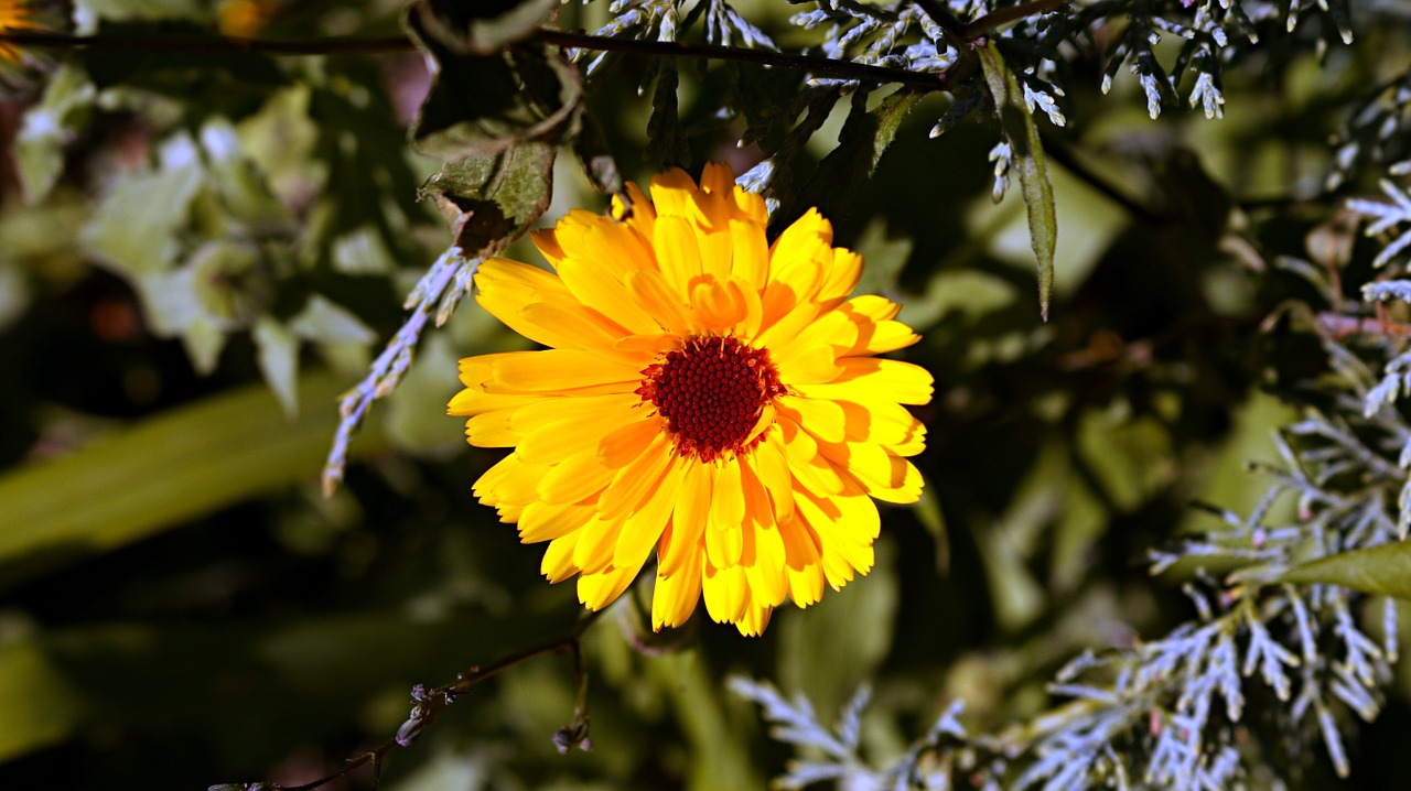 flower yellow macro free photo