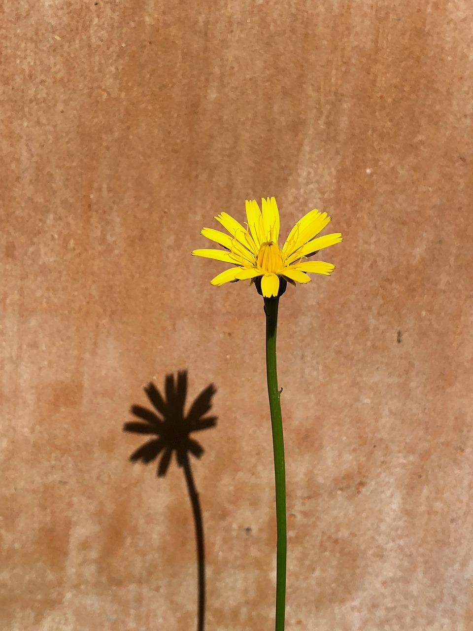 flower  yellow  blossom free photo