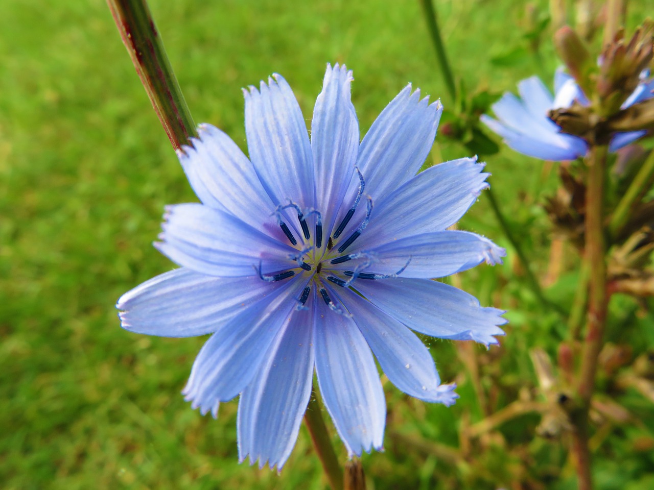 flower  blue  nature free photo