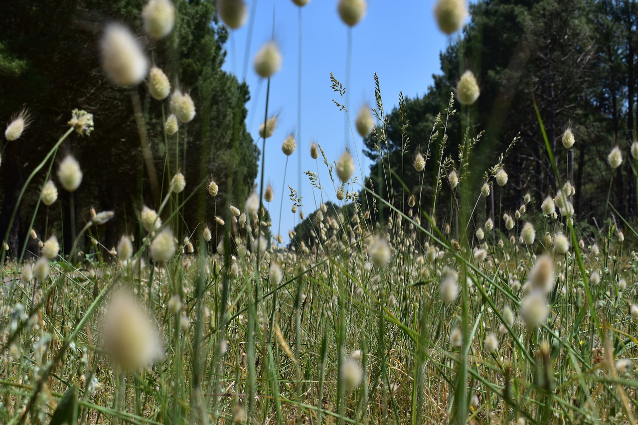 flower  nature  field free photo