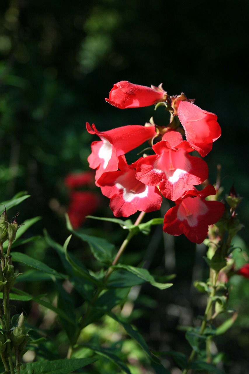 flower  garden  bloom free photo