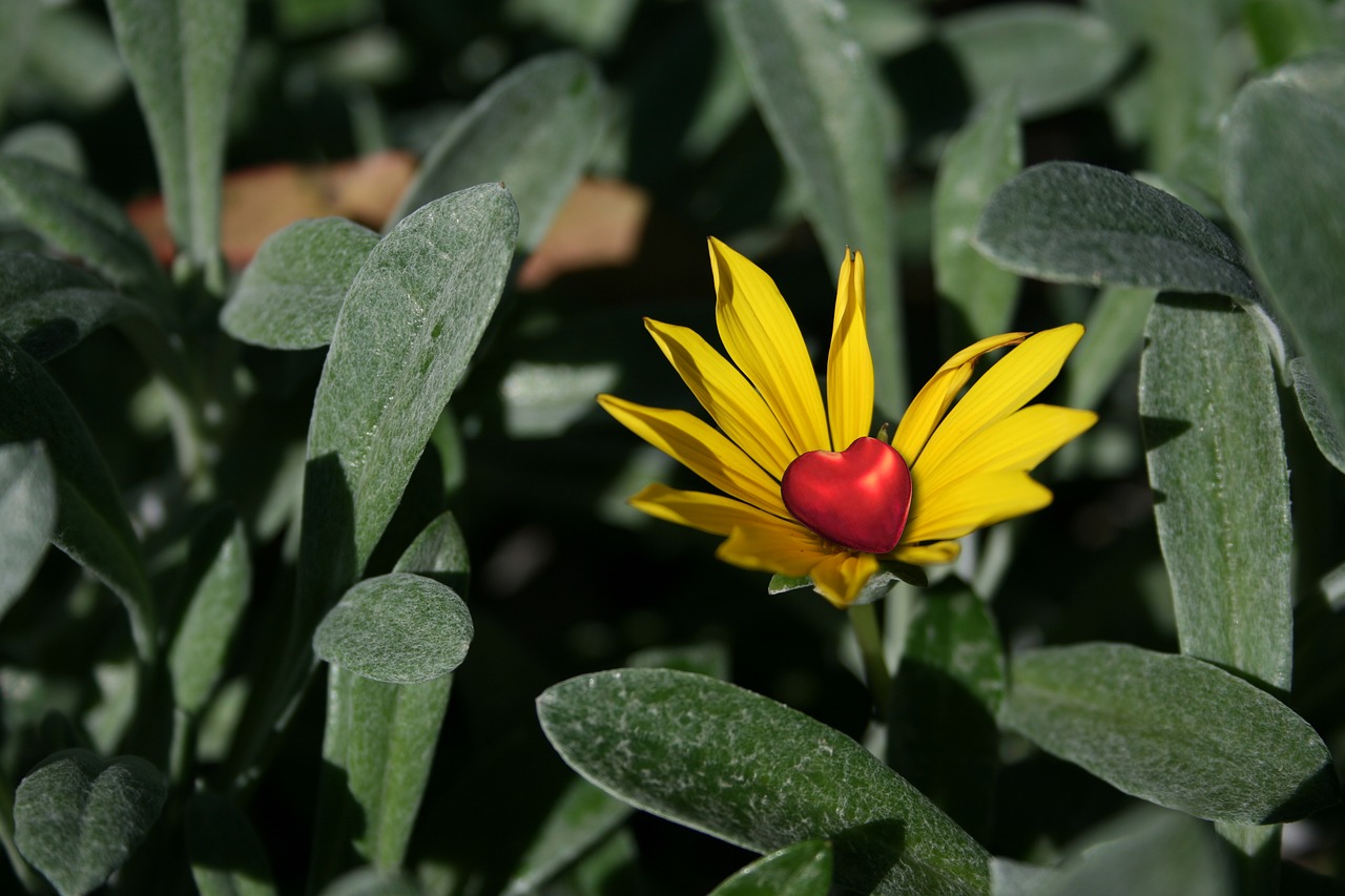 flower  petals  nature free photo