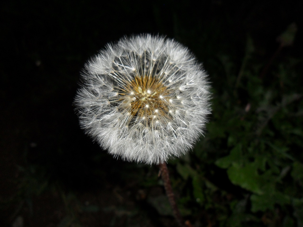 flower  dandelion  nature free photo