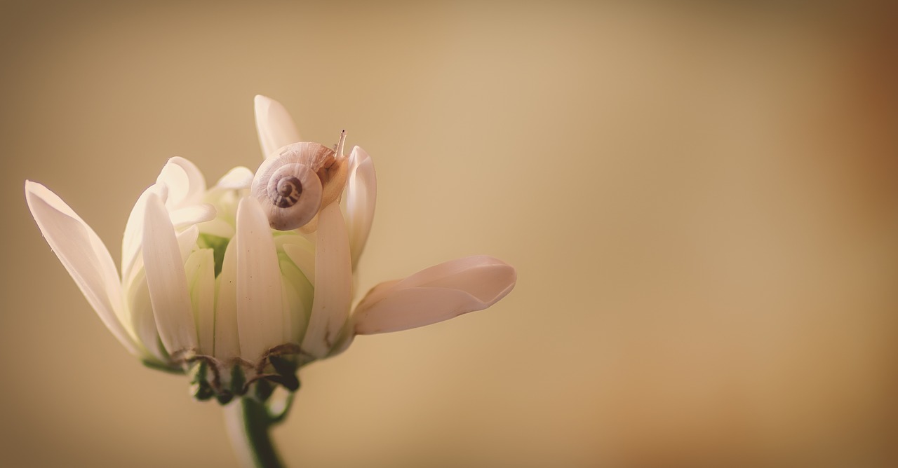 flower  snail  beige free photo