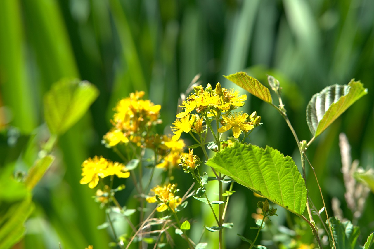 flower  yellow  blossom free photo