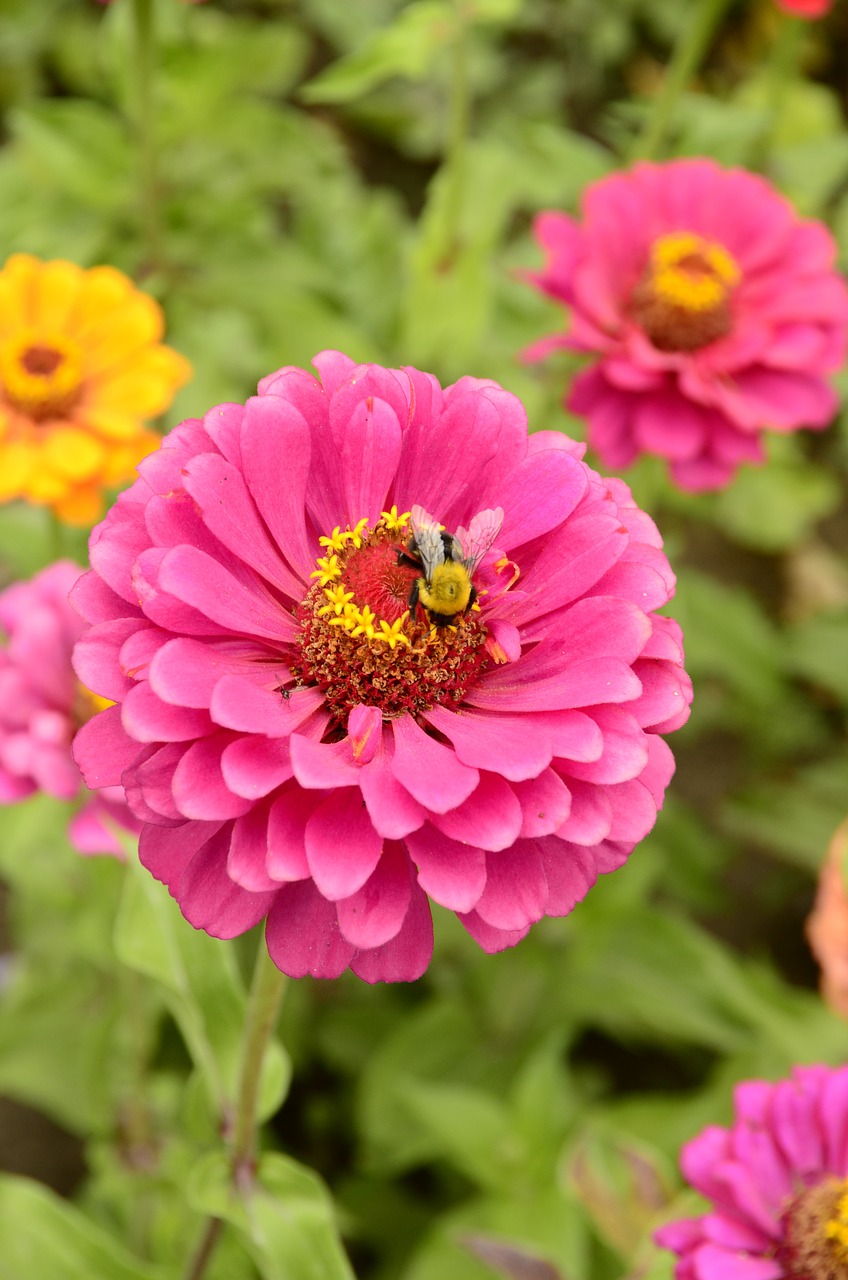 flower pink bee free photo