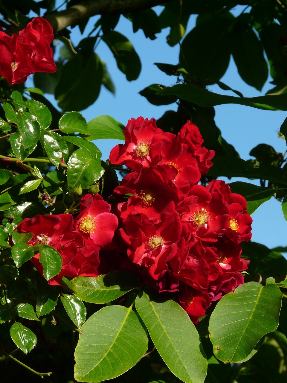 blossom bloom red free photo