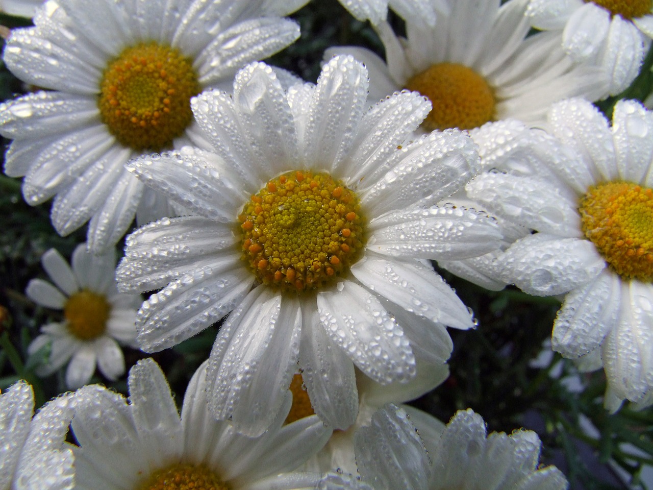 flower marguerite after the rain free photo