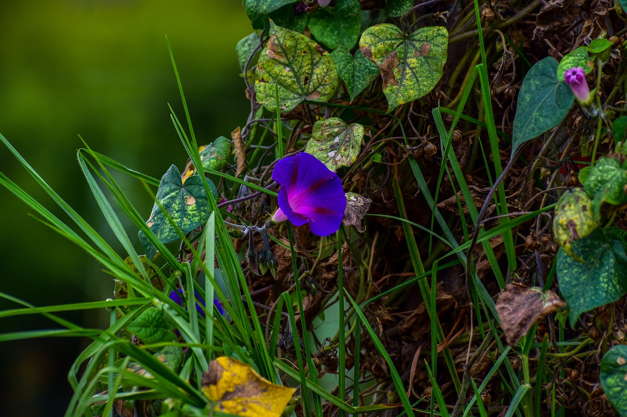 flower  violet  purple free photo