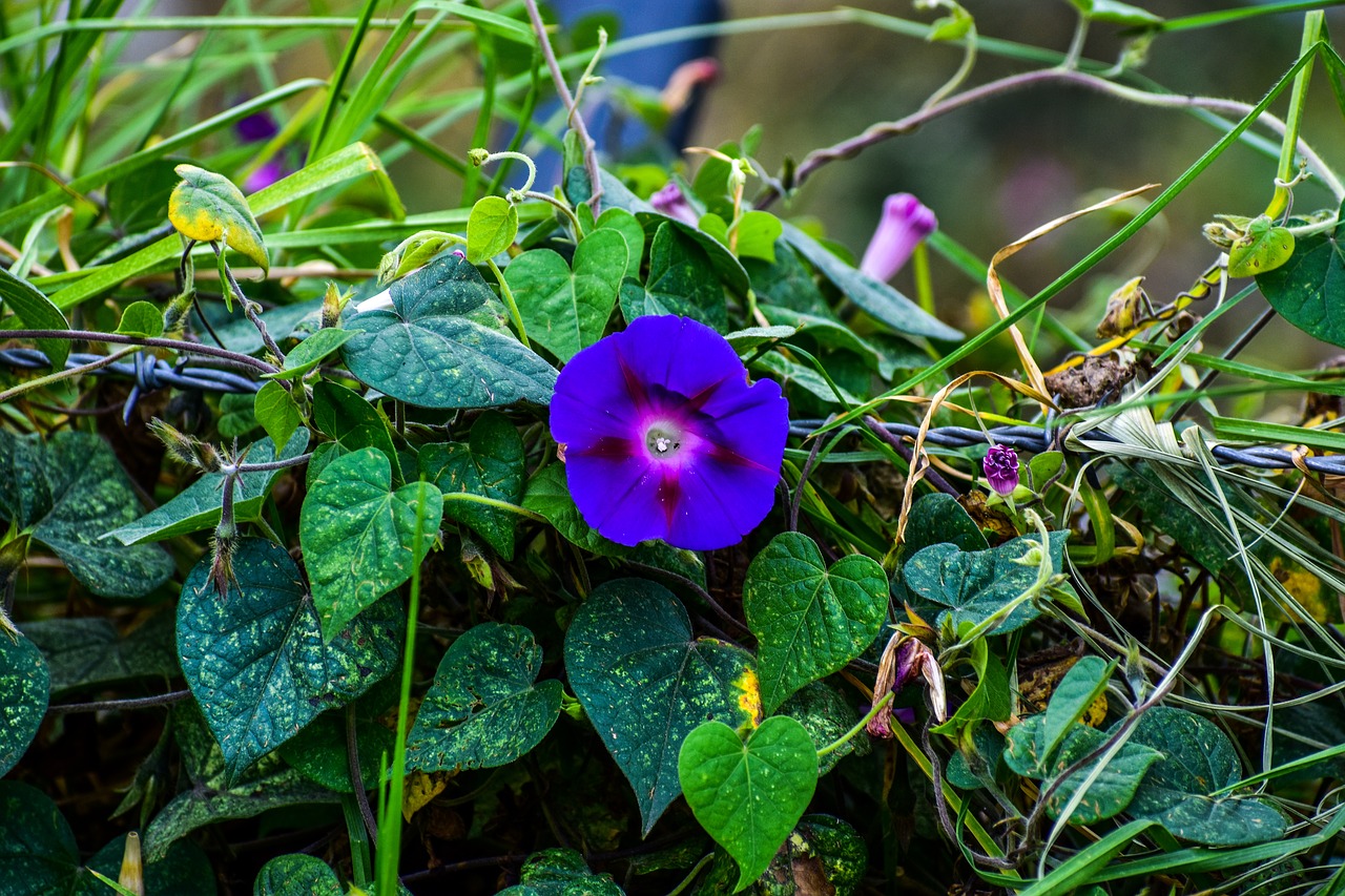 flower  violet  purple free photo