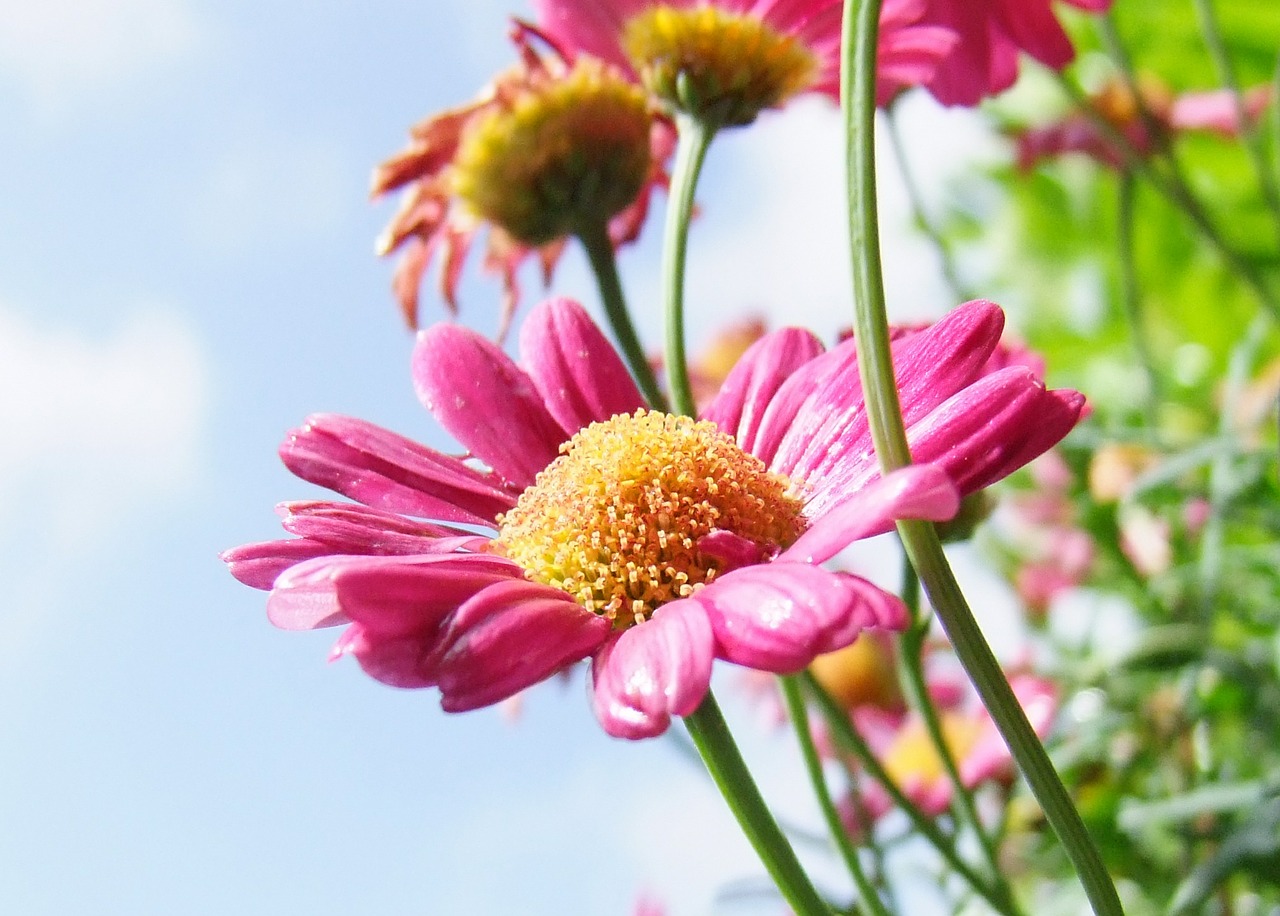 flower marguerite pink free photo